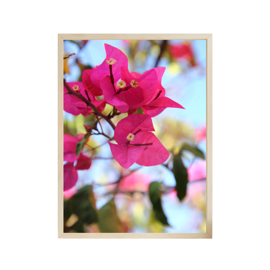 Bougainvillea Bloom